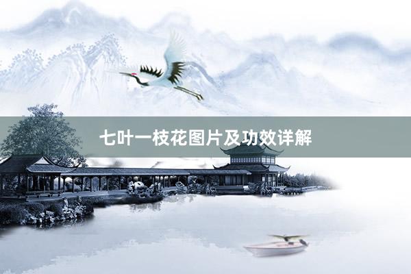 七叶一枝花图片及功效详解